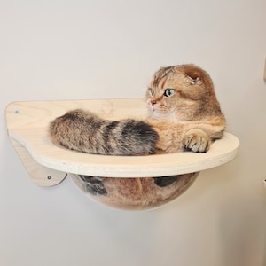 Puede incluir: Un gato marrón y blanco sentado en una cama de gato de madera con una cúpula de plástico transparente. La cama de gato está montada en una pared.