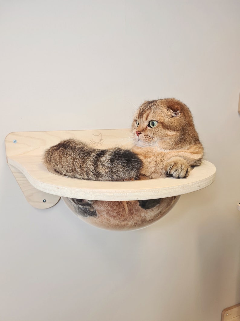 Wall Cat Dome Bed Shelf Etsy