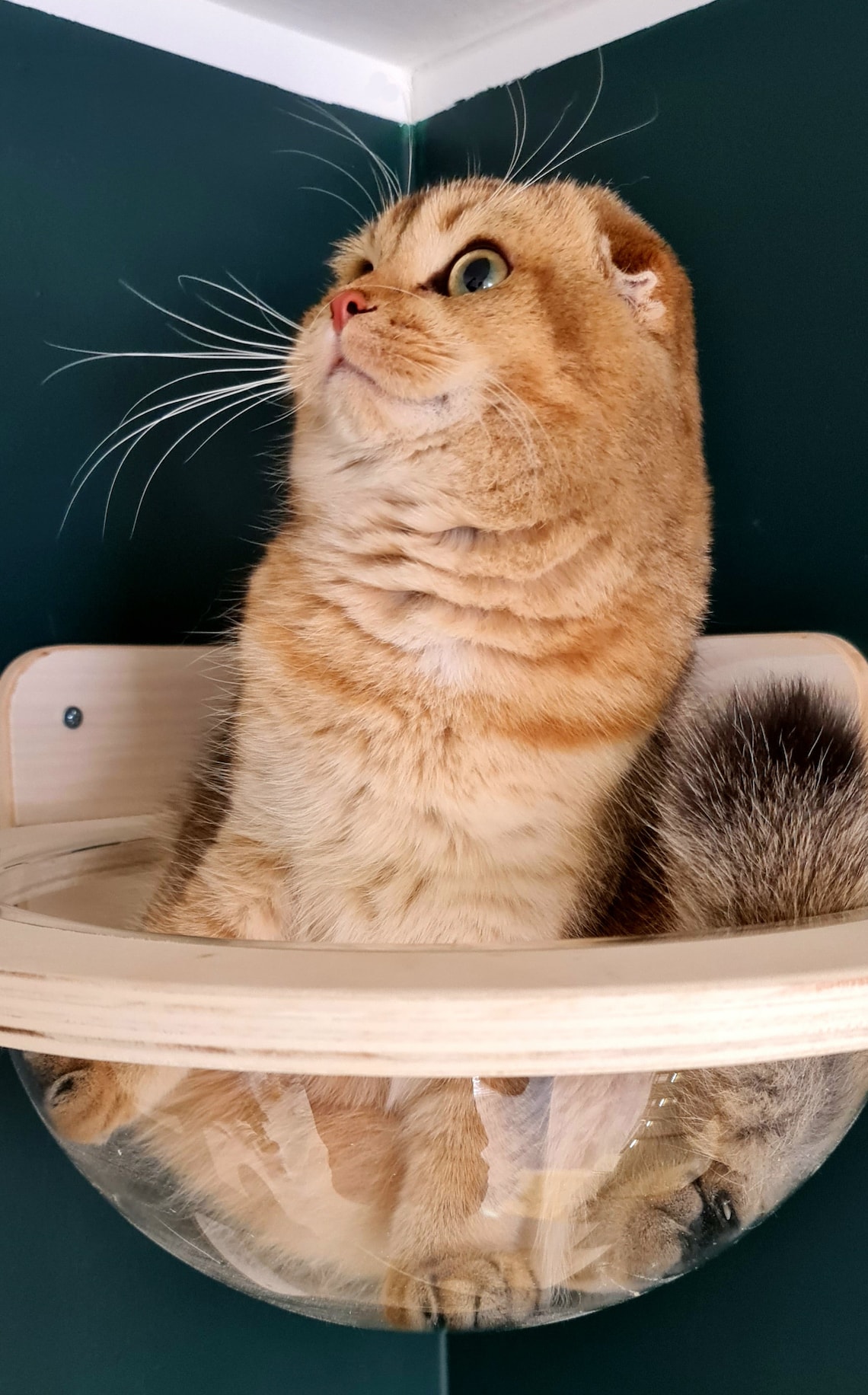 Wall Corner Dome Cat Bed Etsy