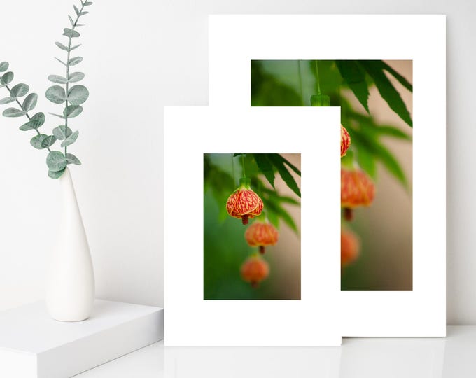 Flowering Maple Photography Print: Nature Wall Art, Home Decor