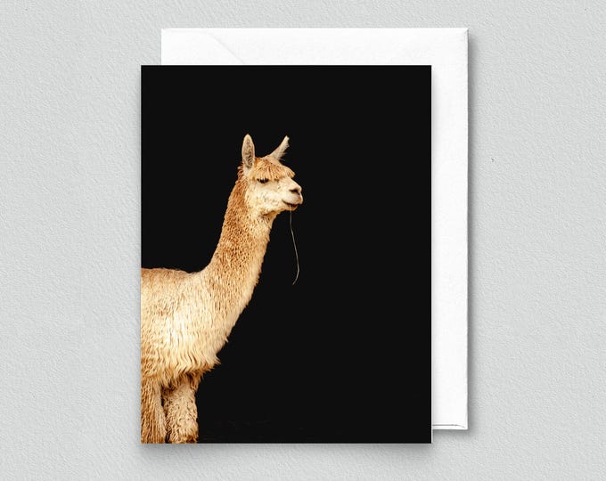 Teddy Bear the Alpaca Blank Notecard, Farm Animal Stationery, Alpaca Greeting Card Set