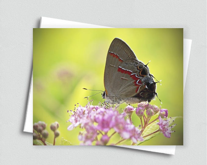 Butterfly Blank Notecard, Floral Stationery, Greeting Card Set