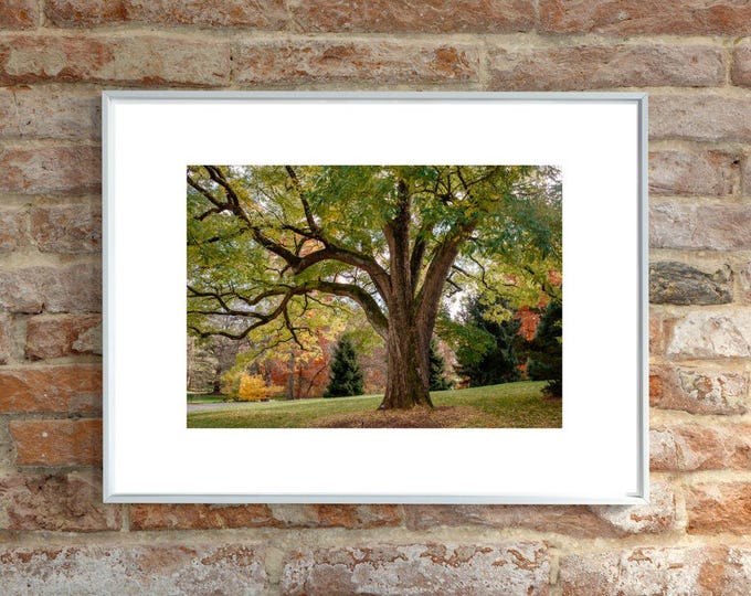 Branching Out Fine Art Photography Print, Nature Wall Art, Unframed Photo for Home Decor