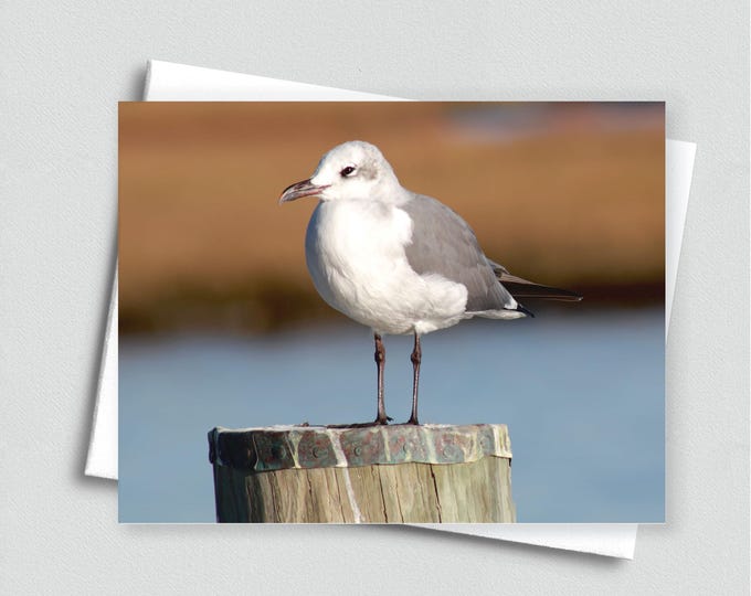 Seagull Standing Watch Blank Notecard - Beach Stationery, Seagull Greeting Card