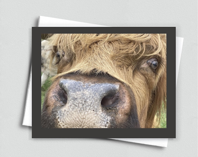 Nosey Cow Blank Notecard - Highland Cow Stationery, Hairy Coo Greeting Card
