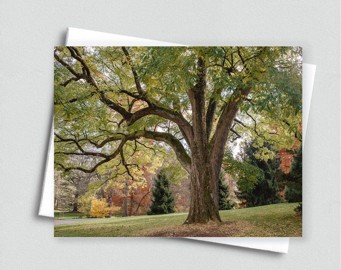Autumn Tree Blank Notecard - Tree Stationery, Fall Greeting Card