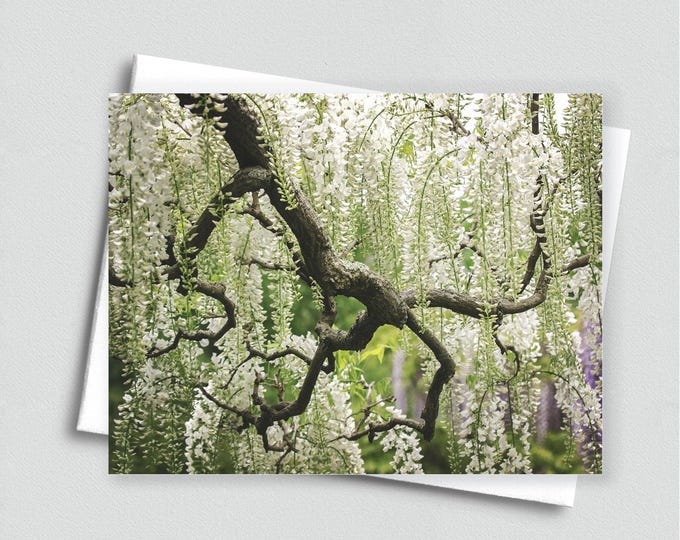Wisteria in Bloom Blank Notecard - Stationery, Botanical Card, Floral Greeting Card