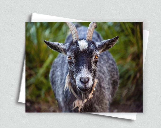 Old Goat Blank Notecard - Stationery, Farm Animal Greeting Card