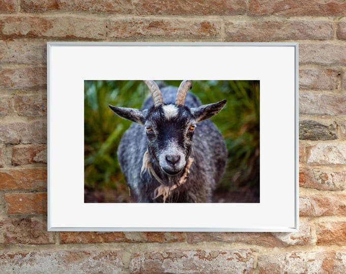 Old Goat Fine Art Photography Print: Farmhouse Wall Decor
