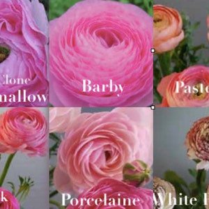 French Ranunculus Flower Romantic Mix Bulb/Corm/Root