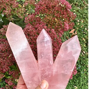 Könnte beinhalten: Drei große, polierte Rosenquarz-Kristallspitzen. Die Kristalle haben eine zarte rosa Farbe und ein glattes, durchscheinendes Aussehen. Die Kristalle werden vor einem Hintergrund aus roten Blüten und grünem Laub gehalten.