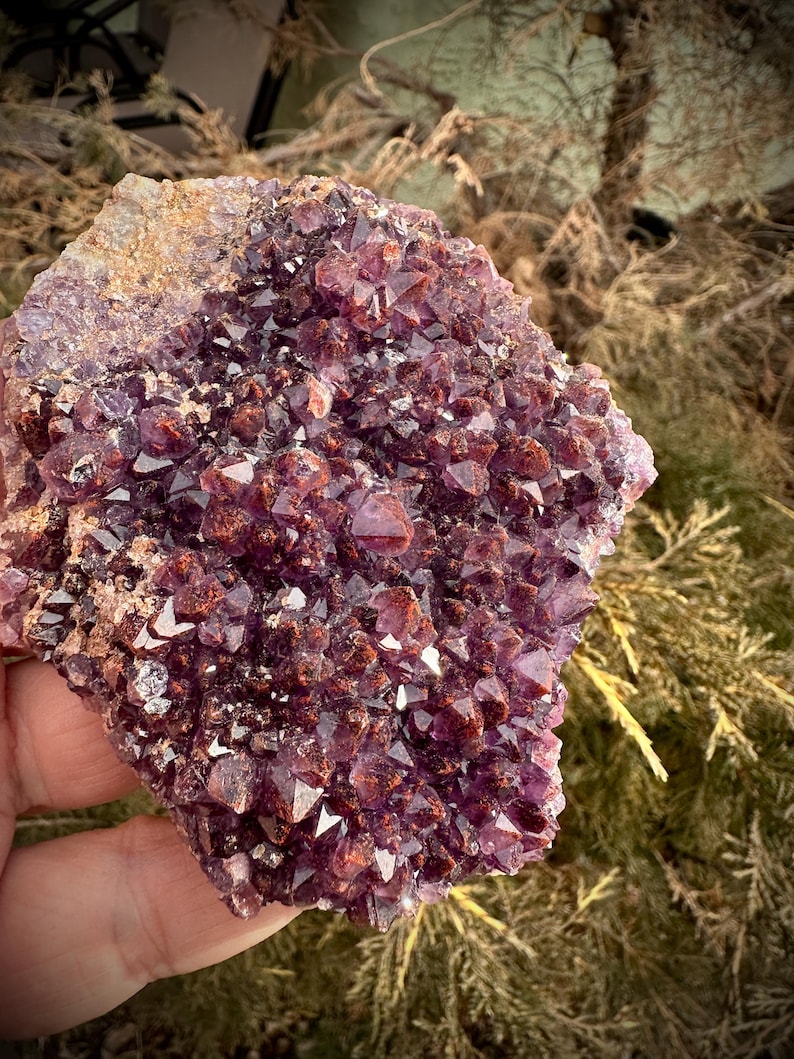 May include: A large amethyst cluster with a deep purple color and a reddish-brown hue. The cluster is made up of many small, pointed crystals.