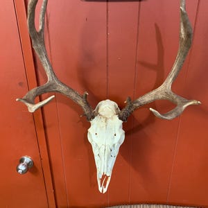 Euro Deer Skull Hanger
