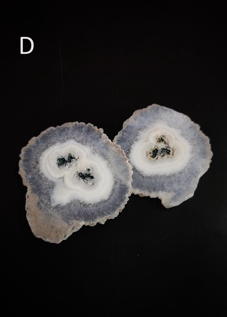 May include: Two agate slices with a white center and a light blue outer edge. The agate slices have a natural, irregular shape.