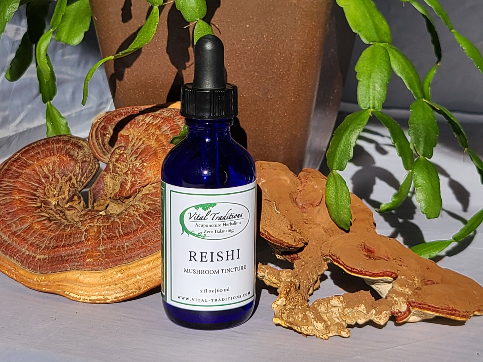 Reishi Mushroom Tincture Etsy