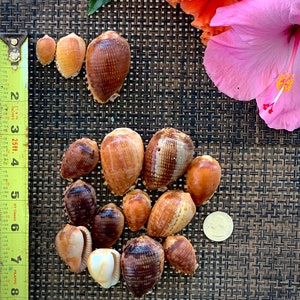 Genuine, Cowrie, Seashell,Reticulated Shell, Natural, Handpicked. Packs of 5 pieces, Small, Medium, Large.