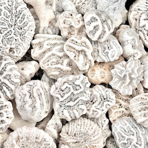 May include: A collection of white coral pieces with intricate patterns and textures. The coral is arranged in a pile, showcasing the natural beauty of these ocean treasures.