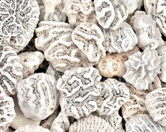 Genuine Fossilized Coral 3 pieces from Puerto Rico
