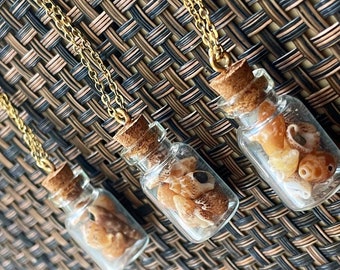 Tiny, genuine, seashells, necklace, glass jar
