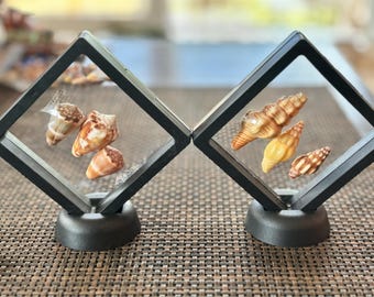 Natural Real Seashells from Puerto Rico in case, for collection, art, decor