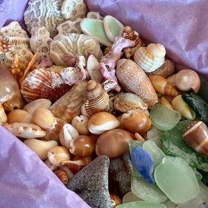 Mermaid, Seashells, Seaglass, Sampler, Box, from Puerto Rico