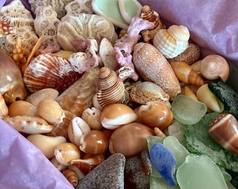 Mermaid, Seashells, Seaglass, Sampler, Box, from Puerto Rico