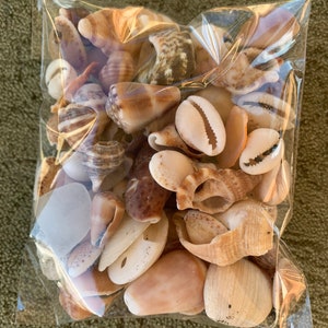 May include: A clear plastic bag filled with a variety of seashells. The shells are in various shapes, sizes, and colors, including white, brown, and tan. Some of the shells have a smooth surface, while others have a rough texture.