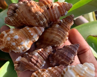 Real Triton seashells from Puerto Rico (5 pack)