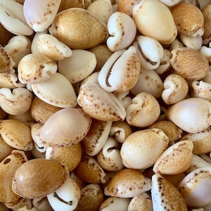 May include: A close-up of a collection of cowrie shells. The shells are a mix of white and brown with brown spots. The shells are arranged in a random pattern.