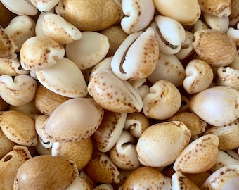 Real, Atlantic, Cowrie, seashell, genuine, for jewelry, decor, collecting, craft, art