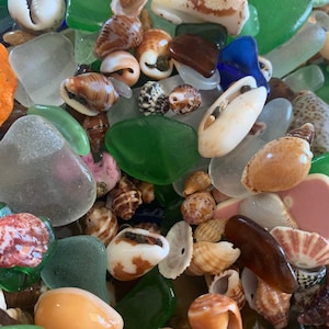 May include: A collection of sea shells and sea glass in various colors and shapes. The shells are mostly white, brown, and tan, while the sea glass is green, blue, and brown.