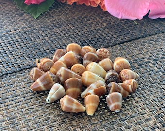 Real, GENUINE, NATURAL, Cone, Shells, for jewelry, decor, crafts, art, seashell
