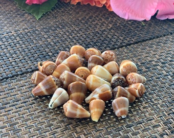 25 Real natural Cone seashells for jewelry, crafts, decor, diy projects, Free shipping