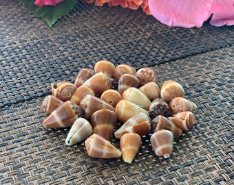 Real, GENUINE, NATURAL, Cone, Shells, for jewelry, decor, crafts, art, seashell