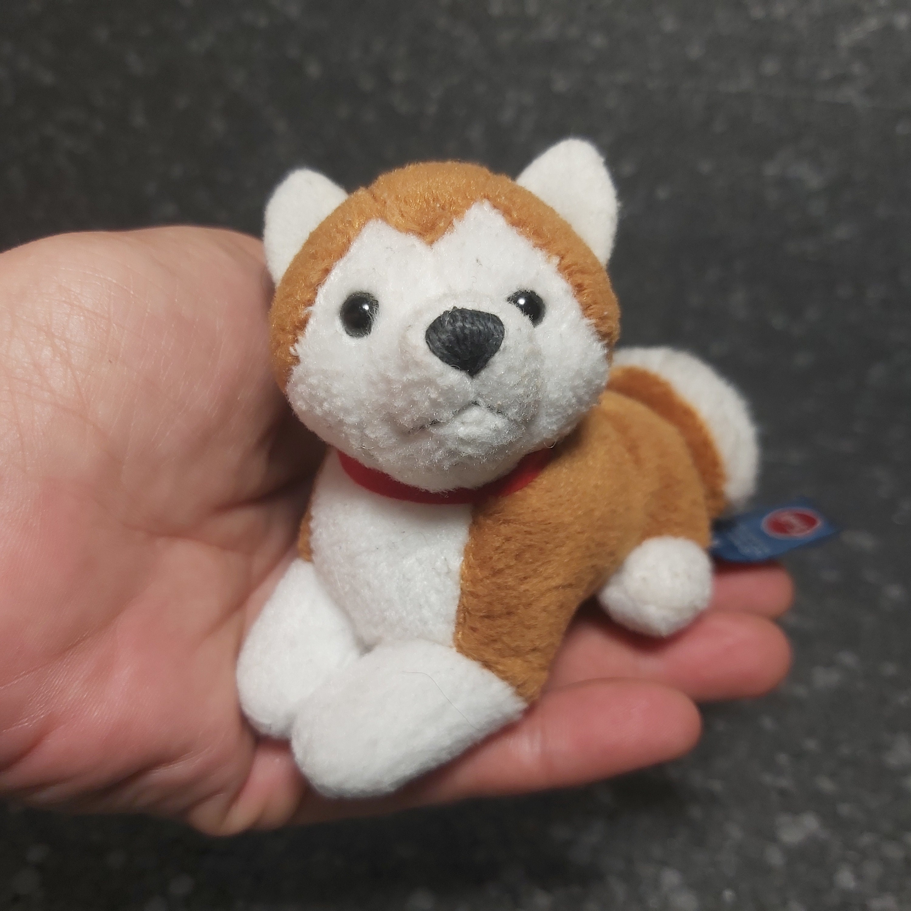 Barboncino Nano Trudi Razza Cane Cane Barboncino Trudi Cane Razza