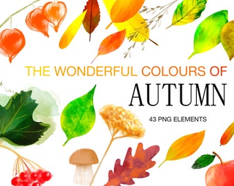Digital  Watercolor Autumn Clipart,  Autumn Leaves Clipart,  Set Fall Clipart, Autumn PNG  clipart,  Digital Download