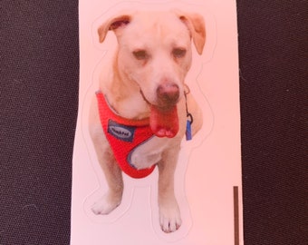 Custom Pet Sticker
