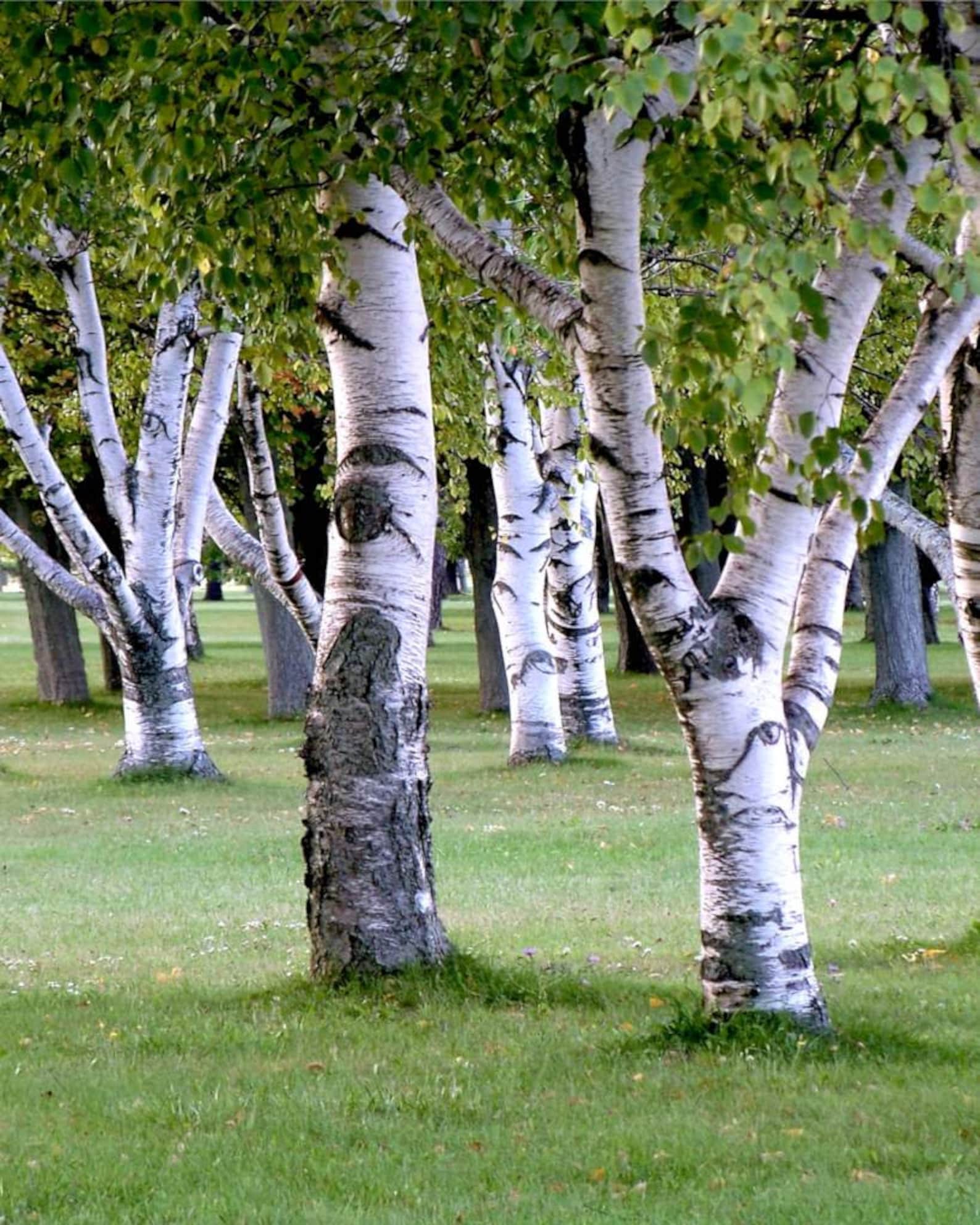 Береза