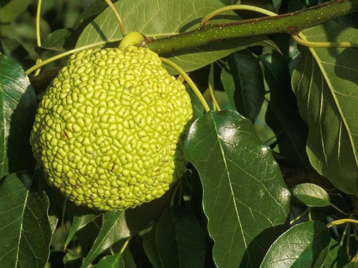 Horse Apple tree 5pcs gift with love / Osage Orange Bois Etsy