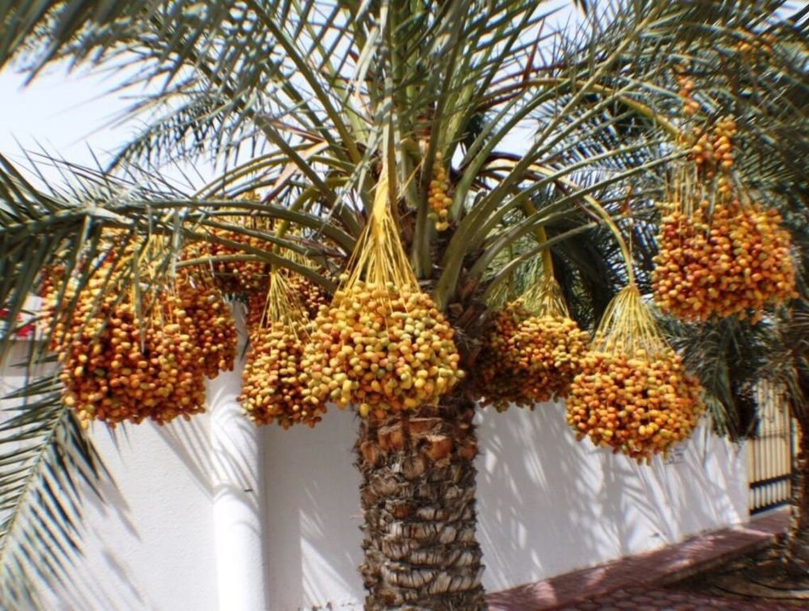 DATES MEDJOOL Palm seeds 11pcs gift with love / Palmier Etsy