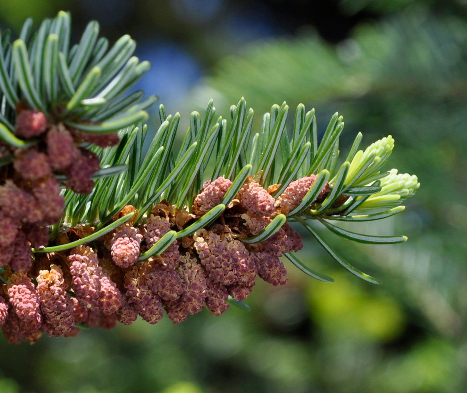 Мужские шишки ели. Пихта Греческая Abies cephalonica. Пихта Сибирская Abies sibirica микростробилы. Пихта кефалинийская Мейерс Дварф. Abies cephalonica Meyer's Dwarf.