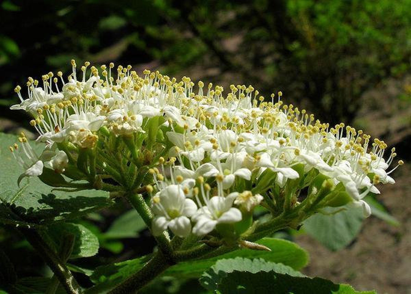 Leatherleaf Viburnum 15pcs gift seeds with love / Viburnum Etsy