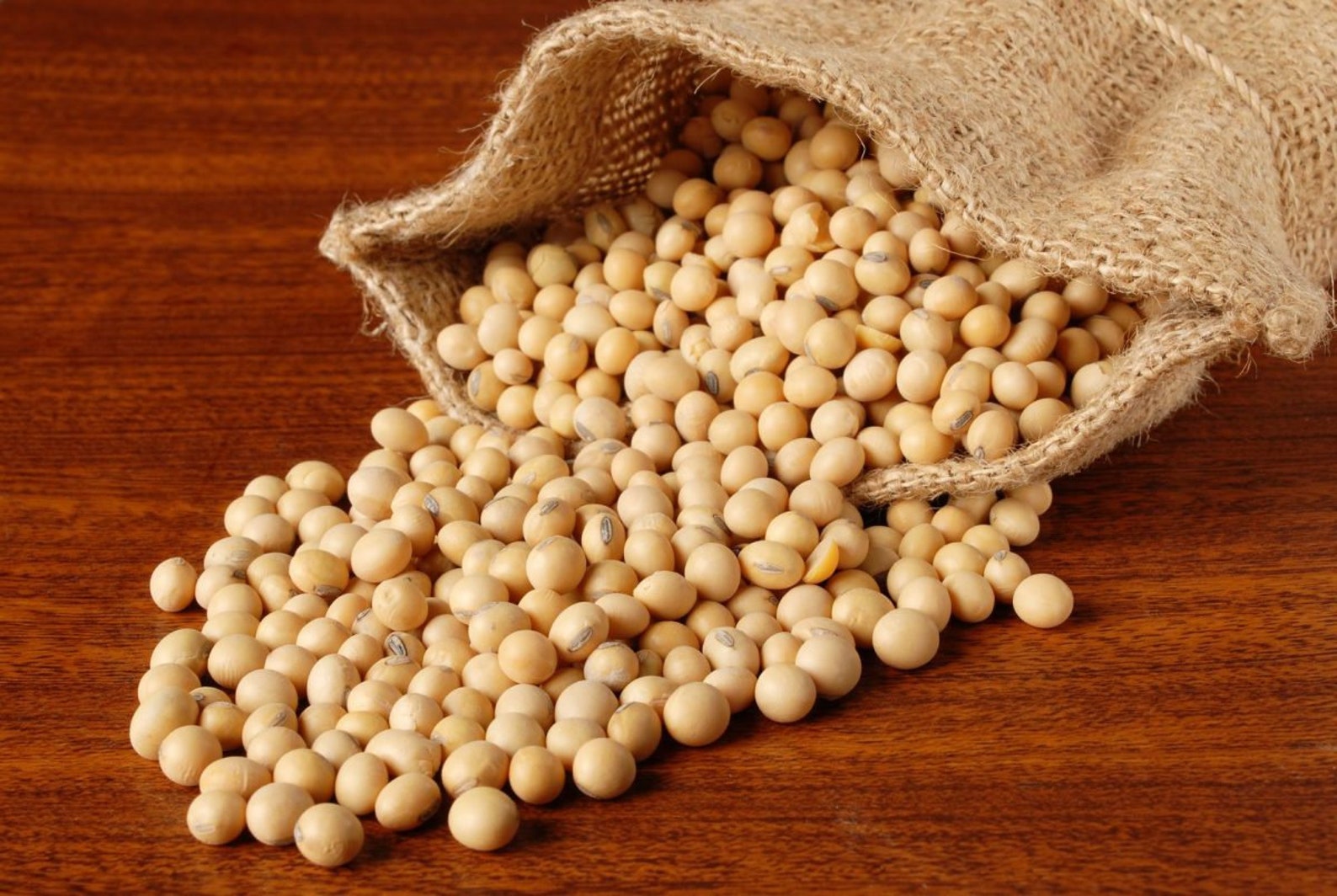 SOY BEANS 69 pcs free seeds with love / Soybean Glycine Etsy