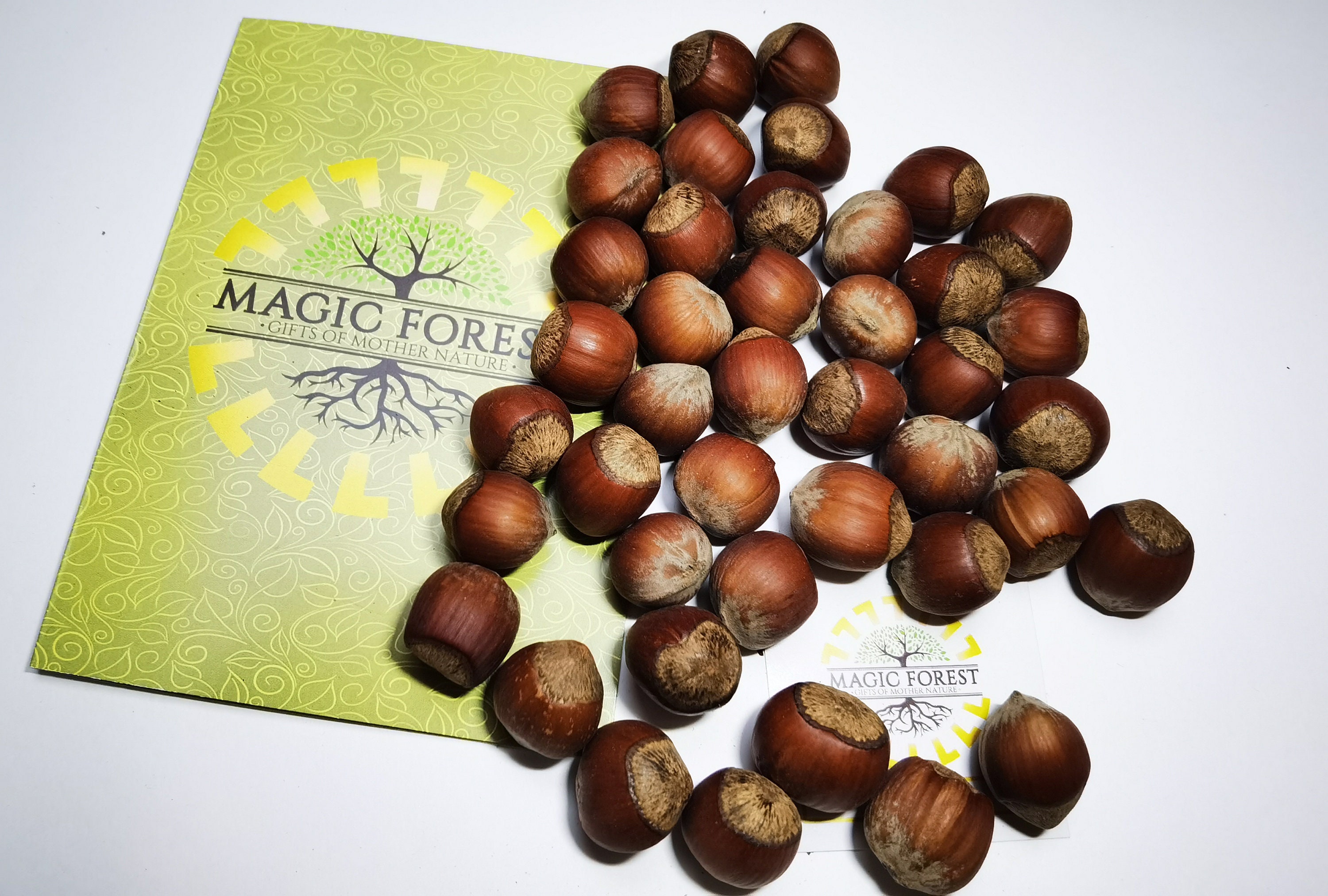 HAZELNUT 11 pcs gift seeds with love / Chinese hazelnut Etsy