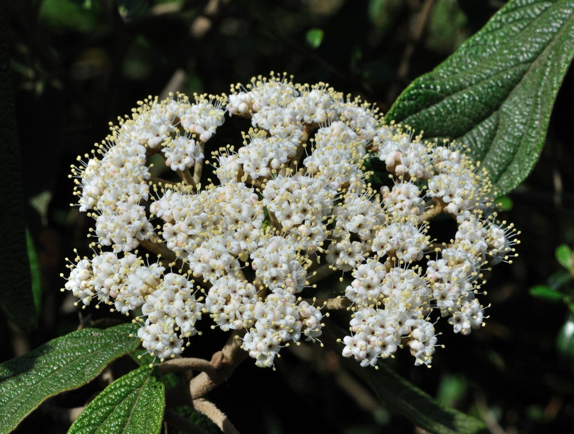 Leatherleaf Viburnum 9pcs gift seeds with love / Viburnum Etsy