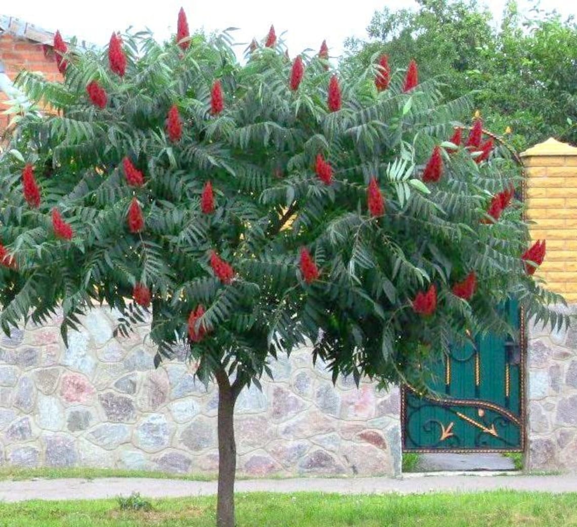 SUMAC TREE 300 3000pcs gift with love / Vinegar tree Etsy