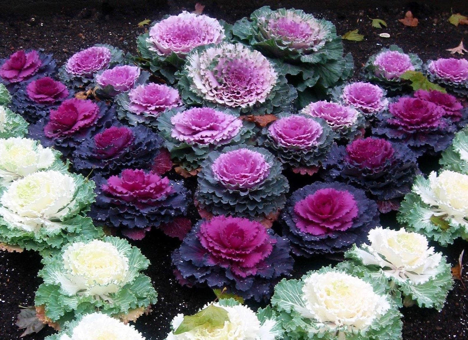 ORNAMENTAL KALE MIXED Colors 28pcs gift with love / Etsy