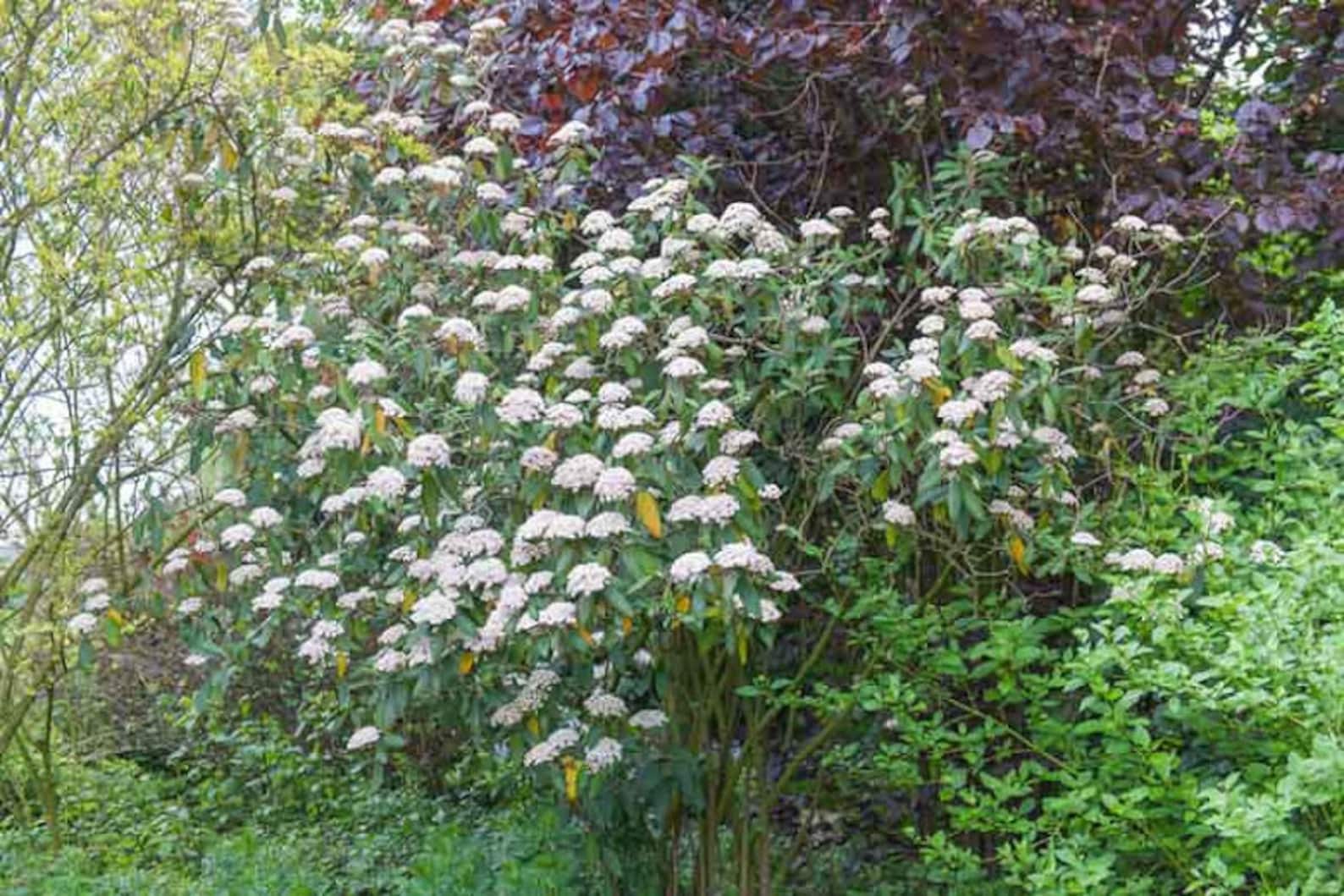 Leatherleaf Viburnum 9pcs gift seeds with love / Viburnum Etsy