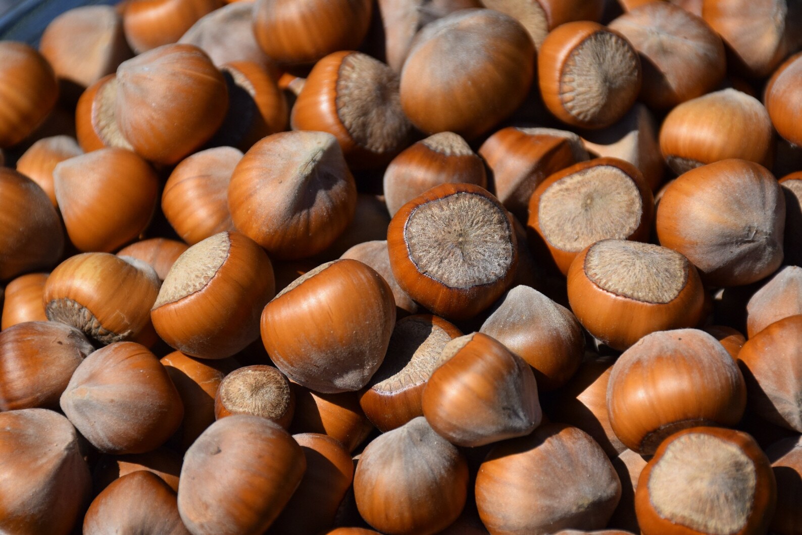 HAZELNUT 11 pcs gift seeds with love / Chinese hazelnut Etsy