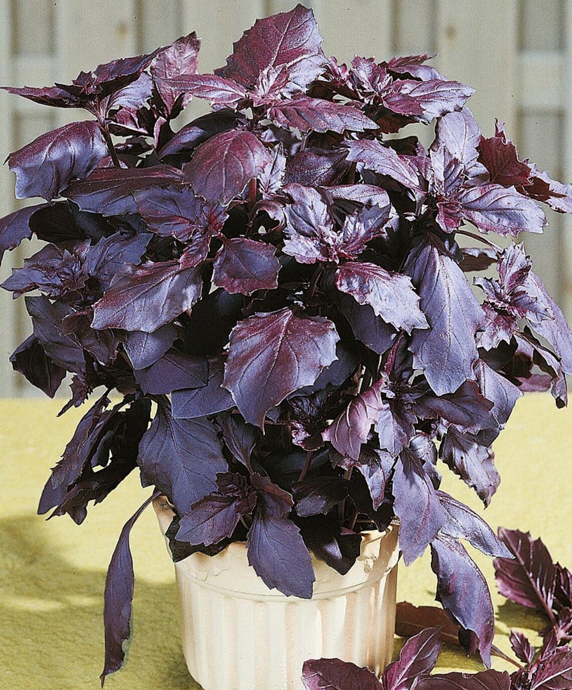 BASIL RED RUBIN 200pcs gift seeds / Red Basil Dark Opal Etsy